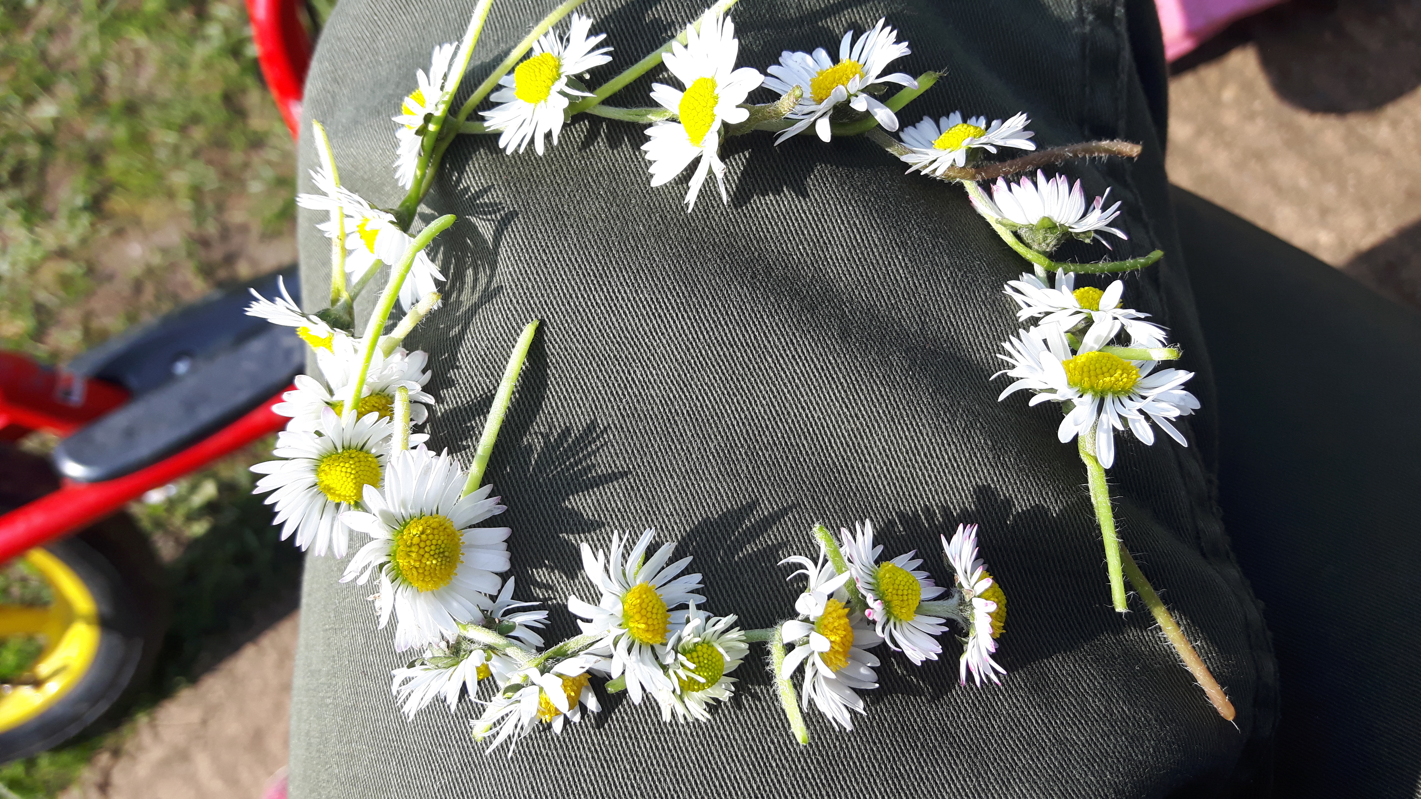 Daisy chain – Into Nature CIC