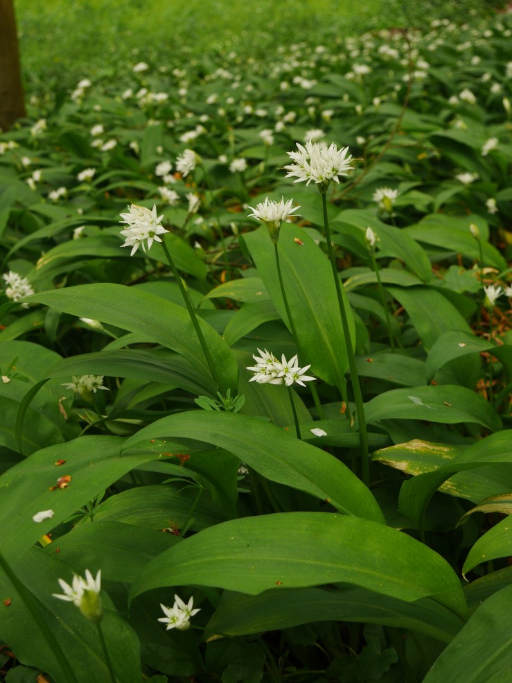 Foraging: Wild garlic pesto