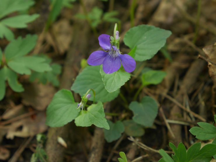 Woodland plants spotter sheet