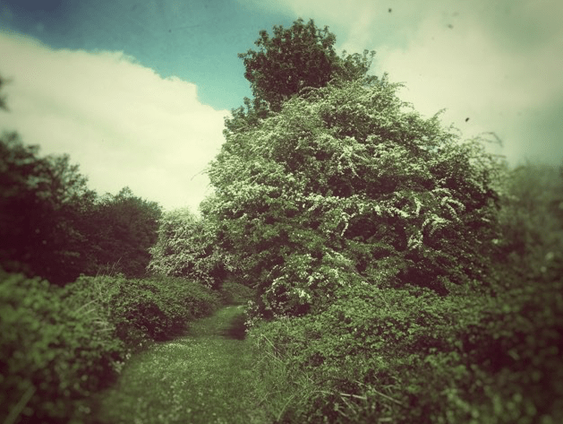 Hawthorn – May Day foraging and nature connection